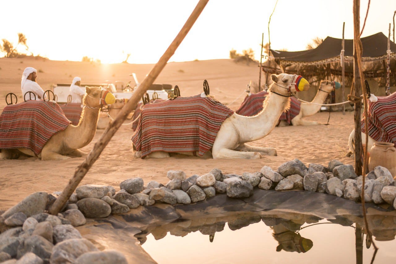 Dubai Evening Heritage Safari By Camel Caravan 4