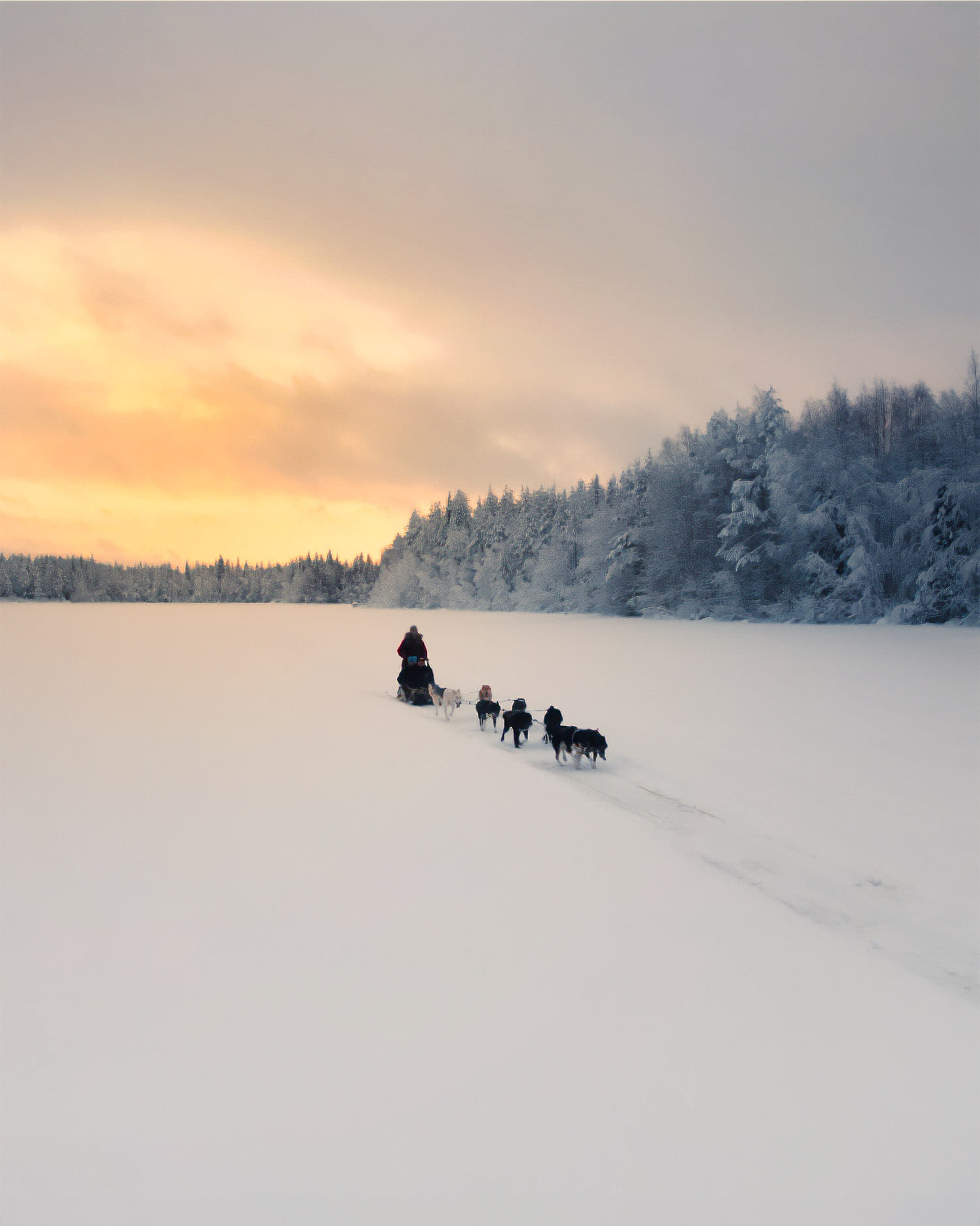 A guest self-driving a husky sled through the snow-covered fields of Rovaniemi with StayLapland’s Nulkki Husky Adventure.