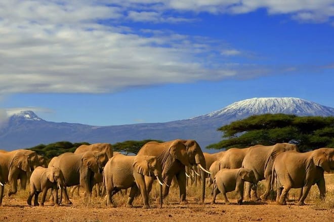 Amboseli Elephant