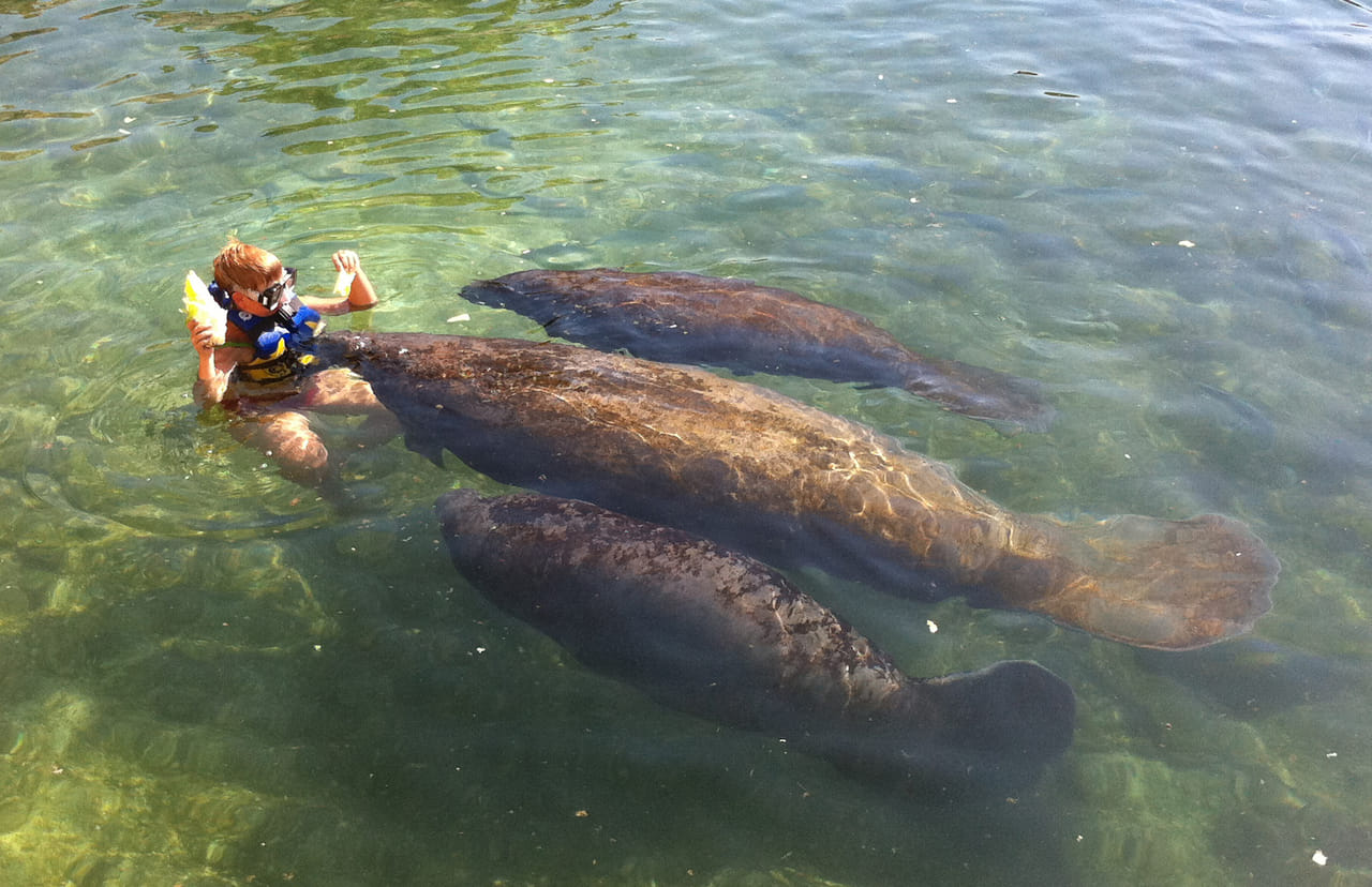 Riviera Maya-Puerto Aventuras Manatee Encounter  3