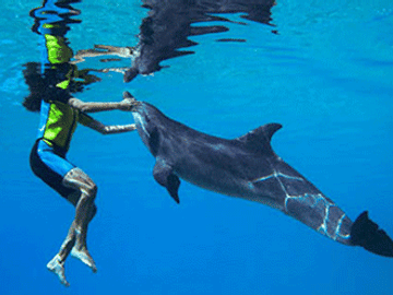 Dreamdays - Swim With Dolphins (Deep Water)