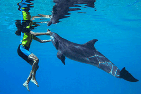 Swim With Dolphins (Deep Water)