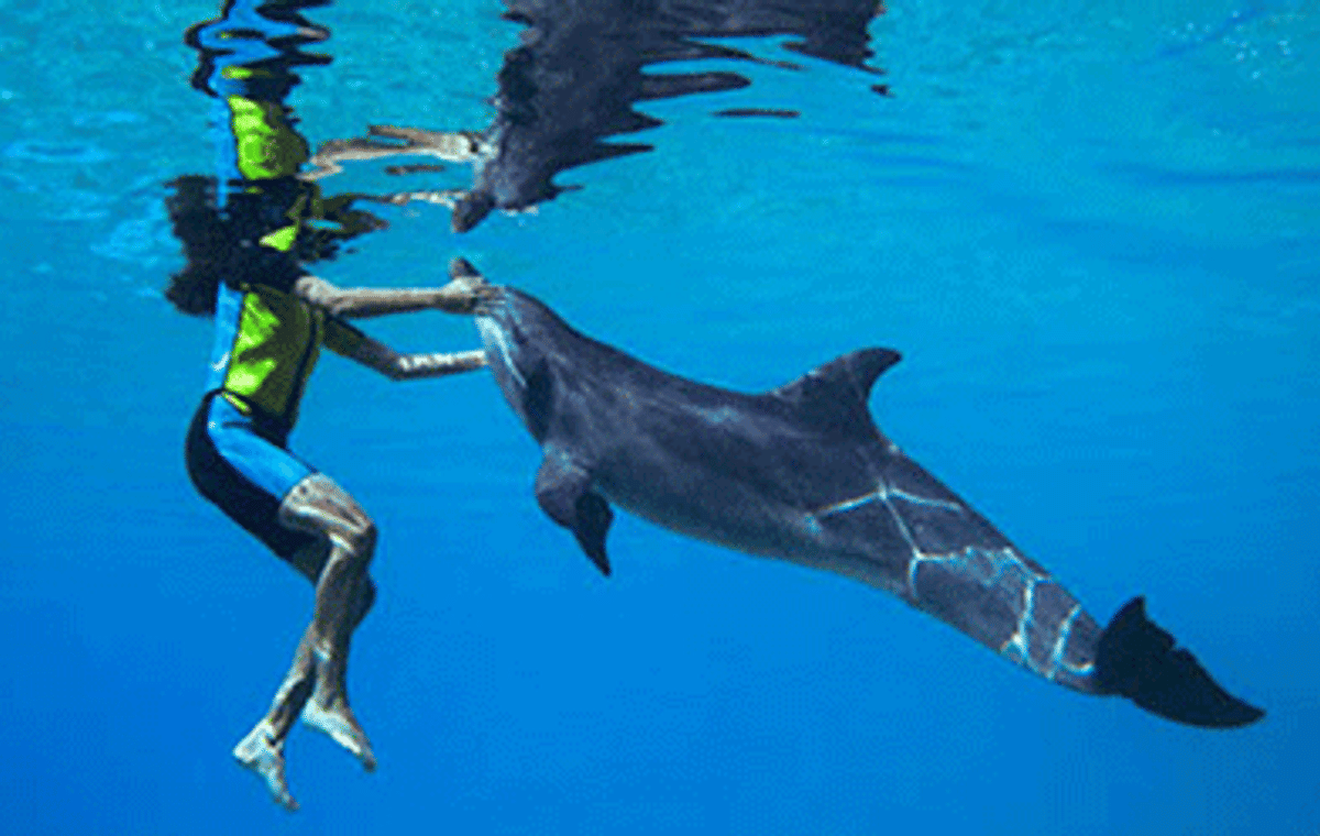 Swim With Dolphins (Deep Water)