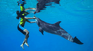 Swim With Dolphins (Deep Water)