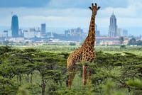 Reach new heights of wonder with our giraffe encounters at the park!