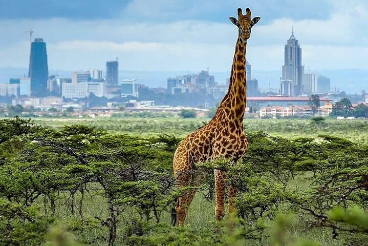 Reach new heights of wonder with our giraffe encounters at the park!