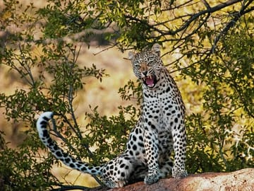 Sunset Safari to Big 5 Game Reserve from Cape Town