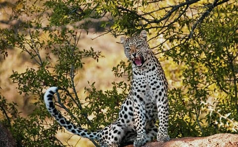 Sunset Safari to Big 5 Game Reserve from Cape Town