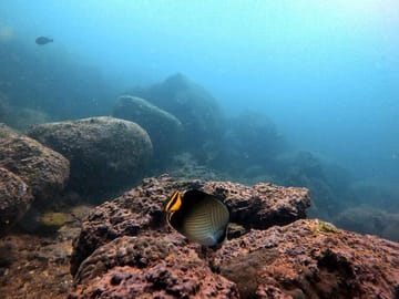 Scuba Diving Adventure in Kalpitiya, Sri Lanka