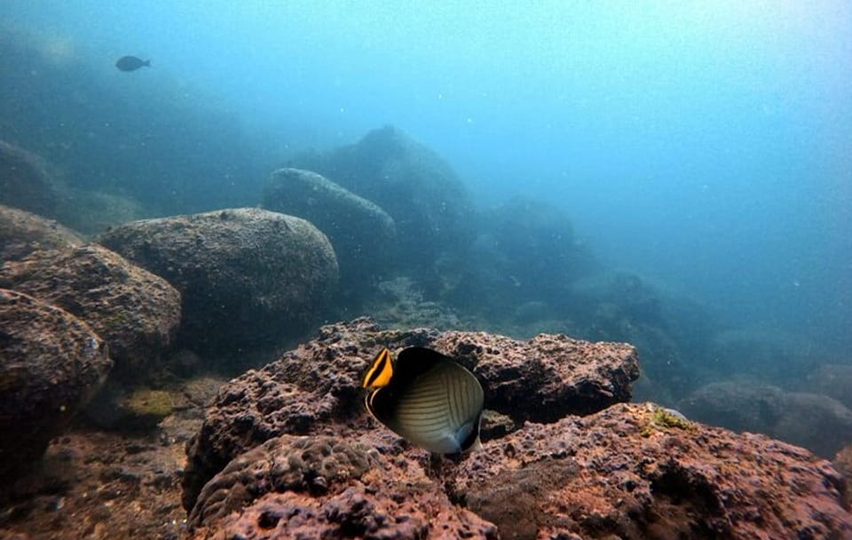 Scuba Diving in Kalpitiya