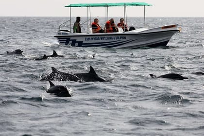 Dolphin Watching Experience in Trincomalee