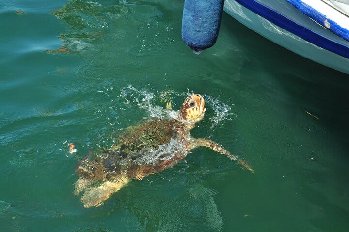 Sea Turtle by Boat