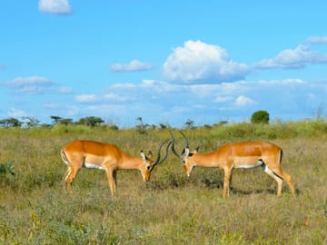 Best Kenya Tour: Sunsets & Safaris, a Kenyan Tale in 5 Days