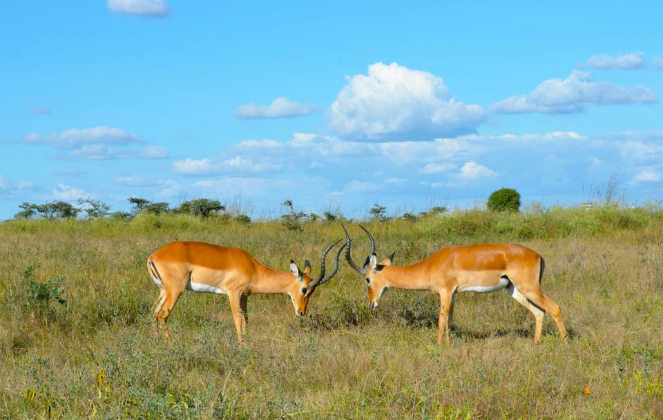 5-Day Safari Adventure in Masái Mara, Kenya
