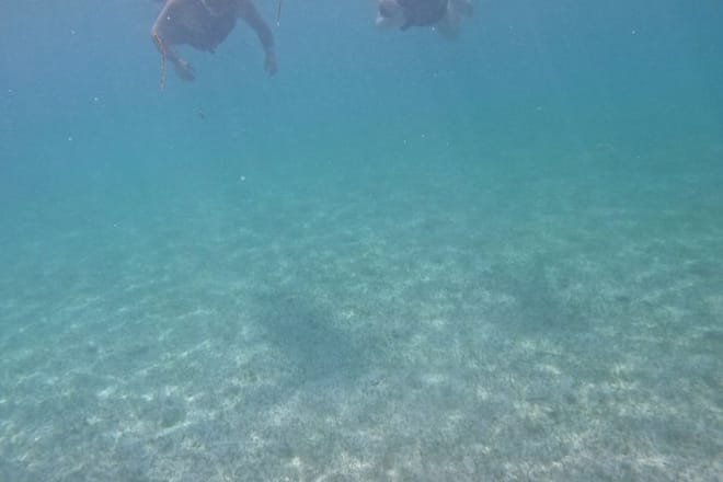 Santuario de tortugas Akumal Snorkel Experiencia marina