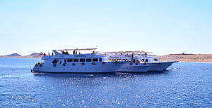 Tiran Island Snorkeling or Diving trip By Boat