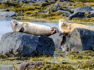Private Snæfellsnes Peninsula Tour with Multilingual Guide (PL / EN / ES / ZH), photo 19