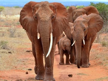 5-Day Safari Tour of Amboseli and Tsavo National Parks