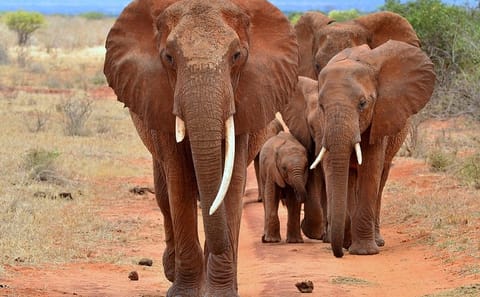 5-Day Safari Tour of Amboseli and Tsavo National Parks