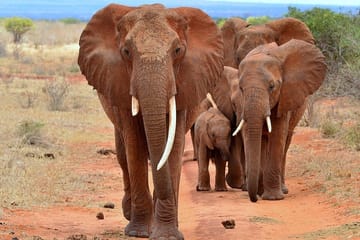 5-Day Safari Tour of Amboseli and Tsavo National Parks