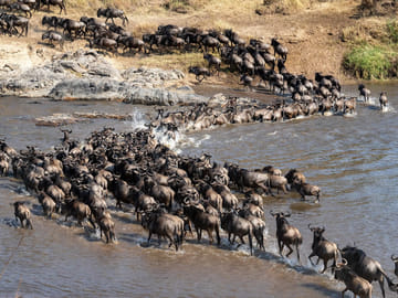 4 Days Wildebeest Migration Kenya Safari
