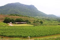 Discover Hua Hin’s Top Spots and Hills Winery Experience 6