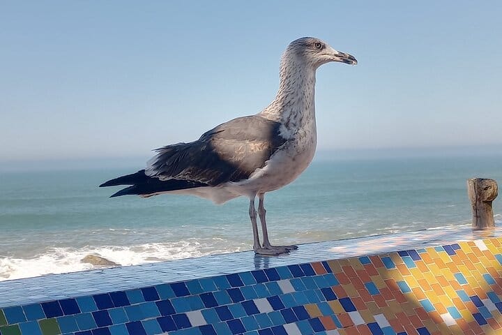 Marrakech to Essaouira shared Day Trip