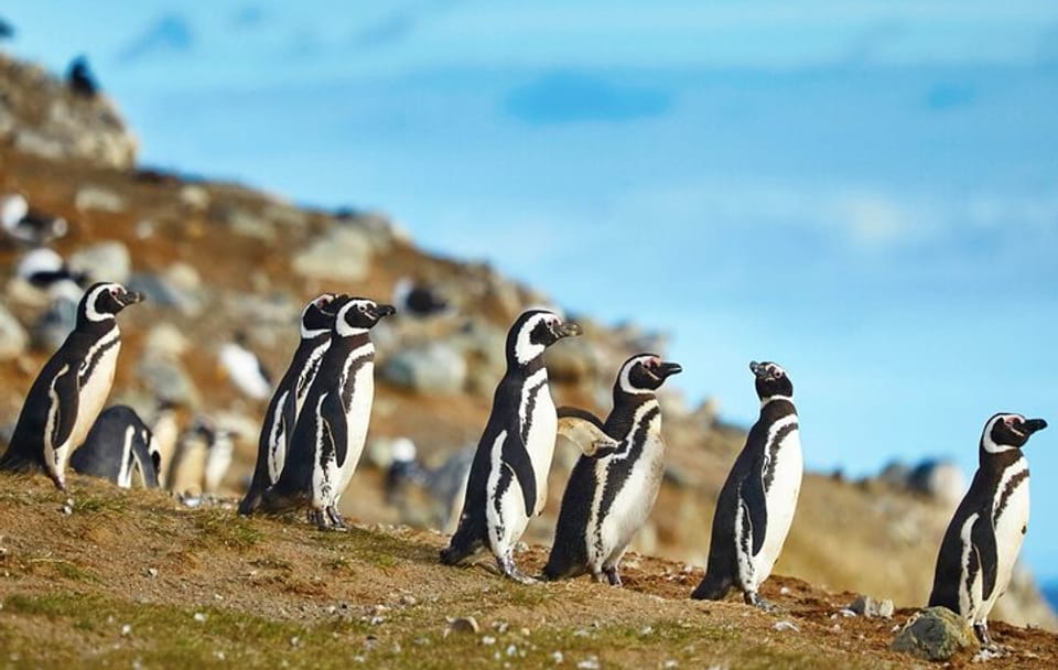 13-Day Guided Tour of Chile from Calama to Puerto Montt