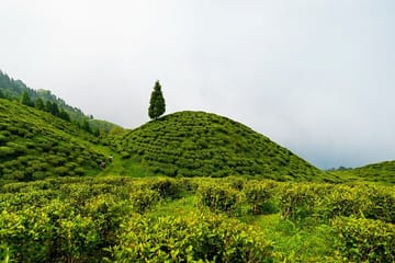 Darjeeling Tea Estates and Gangtok Monastery Tour