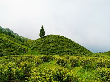 Darjeeling Tea Estates and Gangtok Monastery Tour