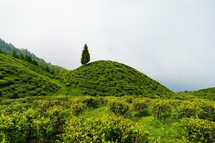 Darjeeling Tea Estate & Gangtok Monasteries Tours