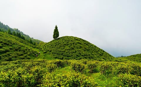 Darjeeling Tea Estates and Gangtok Monastery Tour