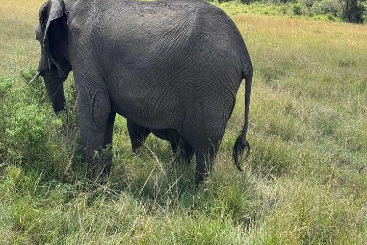 3 Days Masai Mara Midrange Group Safari
