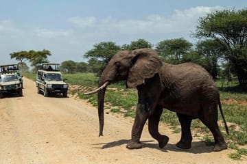 Two-Day Safari Experience in Amboseli National Park from Nairobi