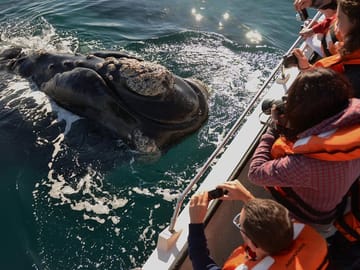 Whale Watching Navigation