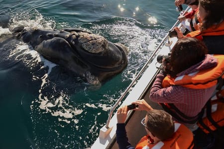 Peninsula Valdes Wildlife Adventure & Optional Whale Watching Tour