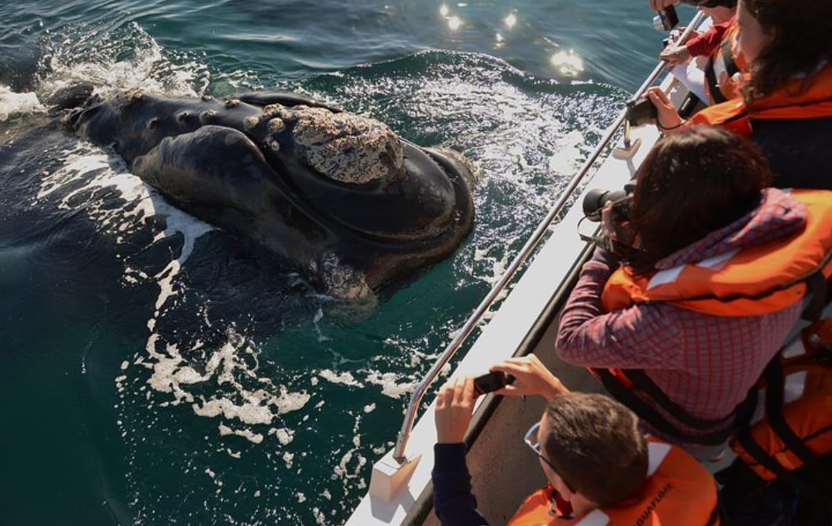 Peninsula Valdes Tour from Puerto Madryn With optional Whale Watching