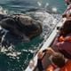 Whale Watching Navigation