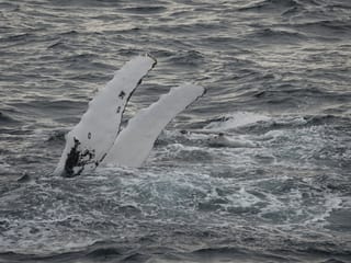 2.5-3 Hour Private Whale Watching on a yacht in Reykjavík, photo 18