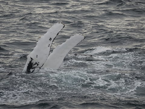 2.5-3 Hour Private Whale Watching on a yacht in Reykjavík, photo 18
