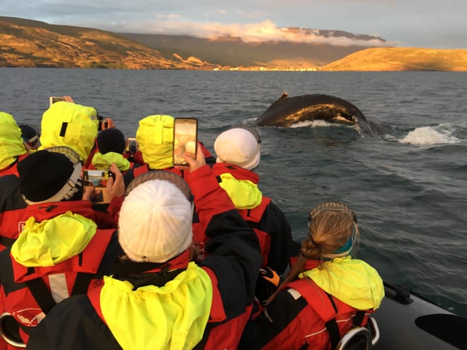 Akureyri Express Whales in the Midnight Sun 7