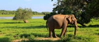 Yala National Park One Day Tour 1