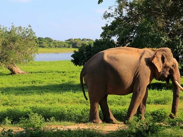 Yala National Park Wildlife Adventure Tour from Colombo