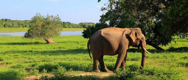 Yala National Park One Day Tour