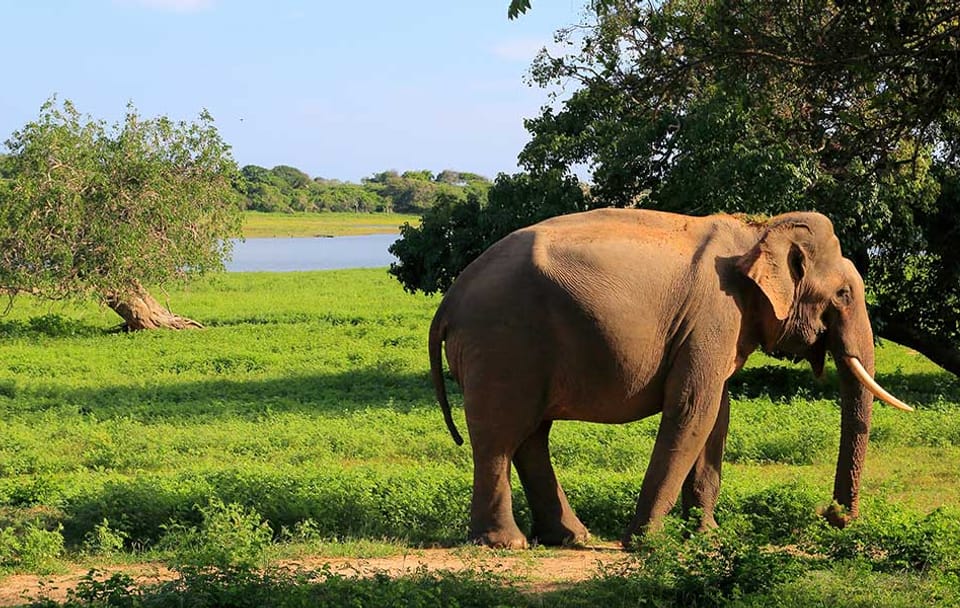 Yala National Park Wildlife Adventure Tour from Colombo