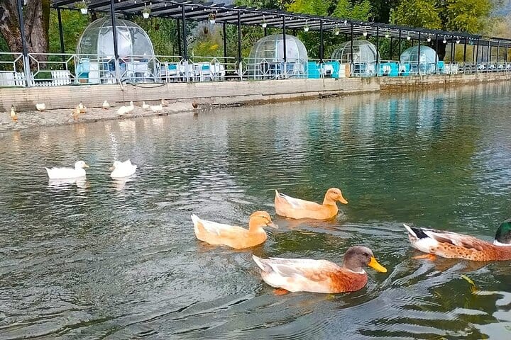 Gabala tour_Nohurlake_gabala_VLA Travel-best azerbaijan travel-best travel company_VIP