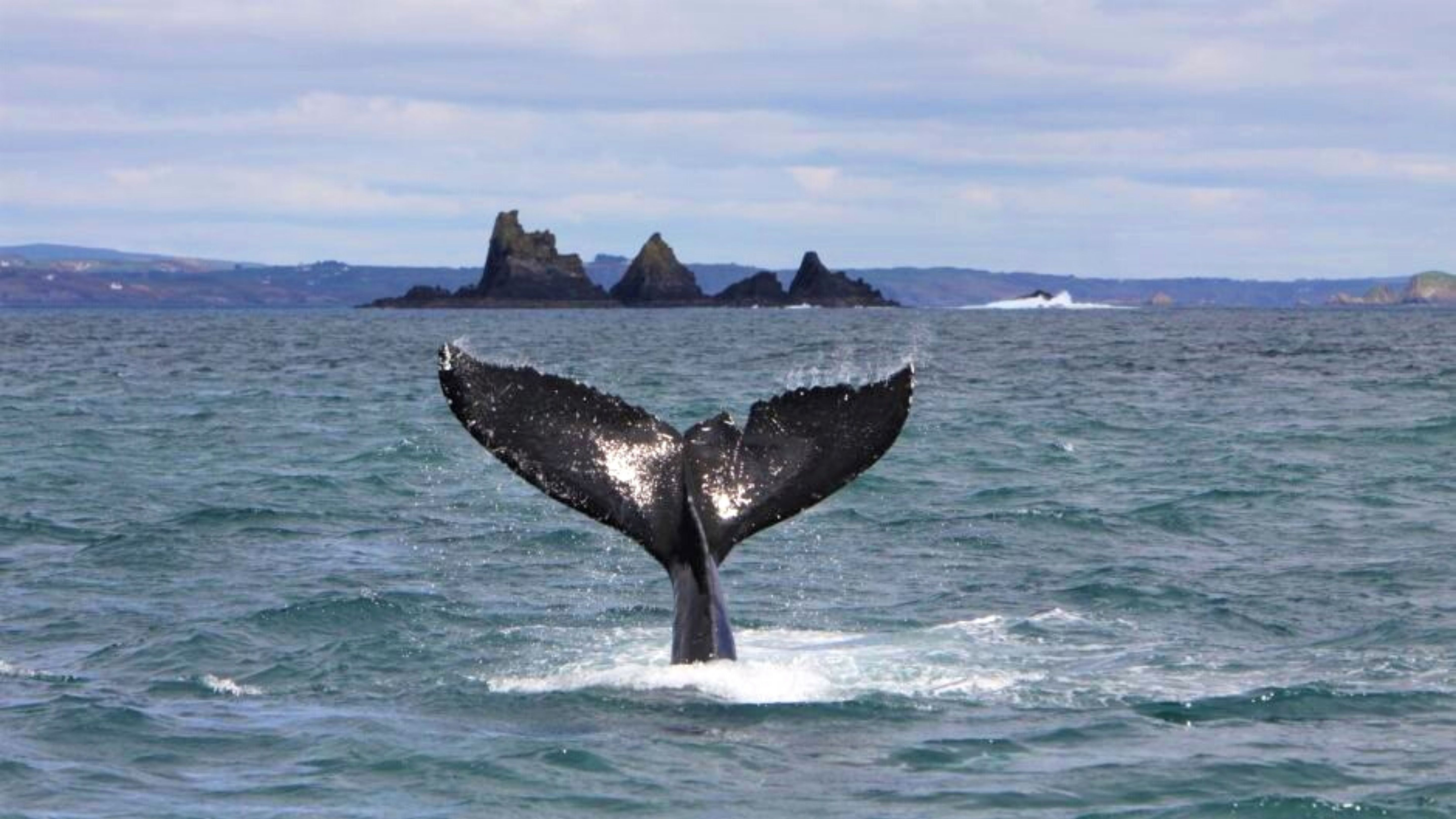 Fastnet Rock Lighthouse & Cape Clear Island tour departing Baltimore. West Cork. Self-guided.