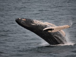 Whale Watching, photo 16