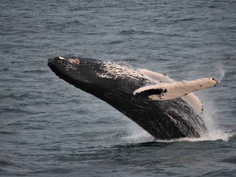 Whale Watching, photo 16