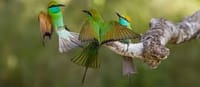 Bird Watching Trail in Kitulgala From Colombo 2